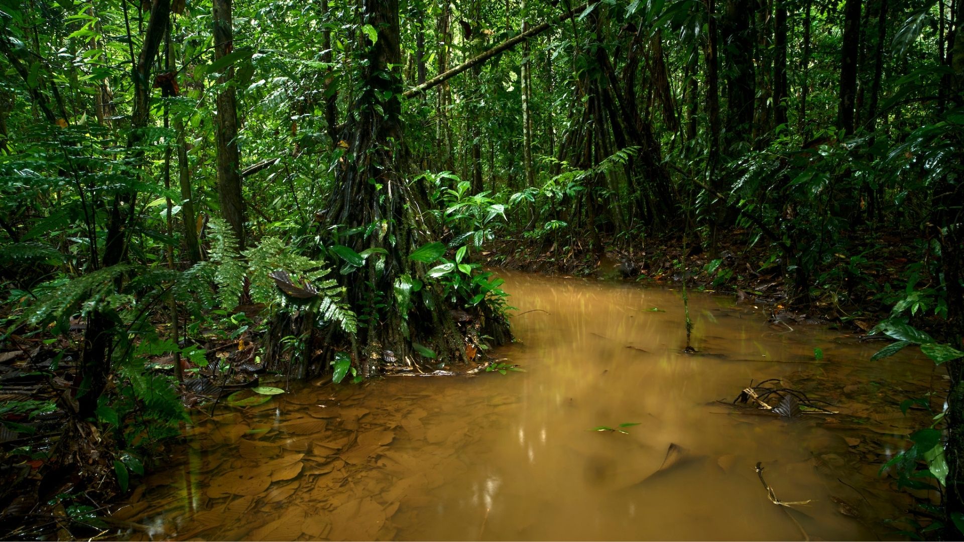 Dentro del bosque