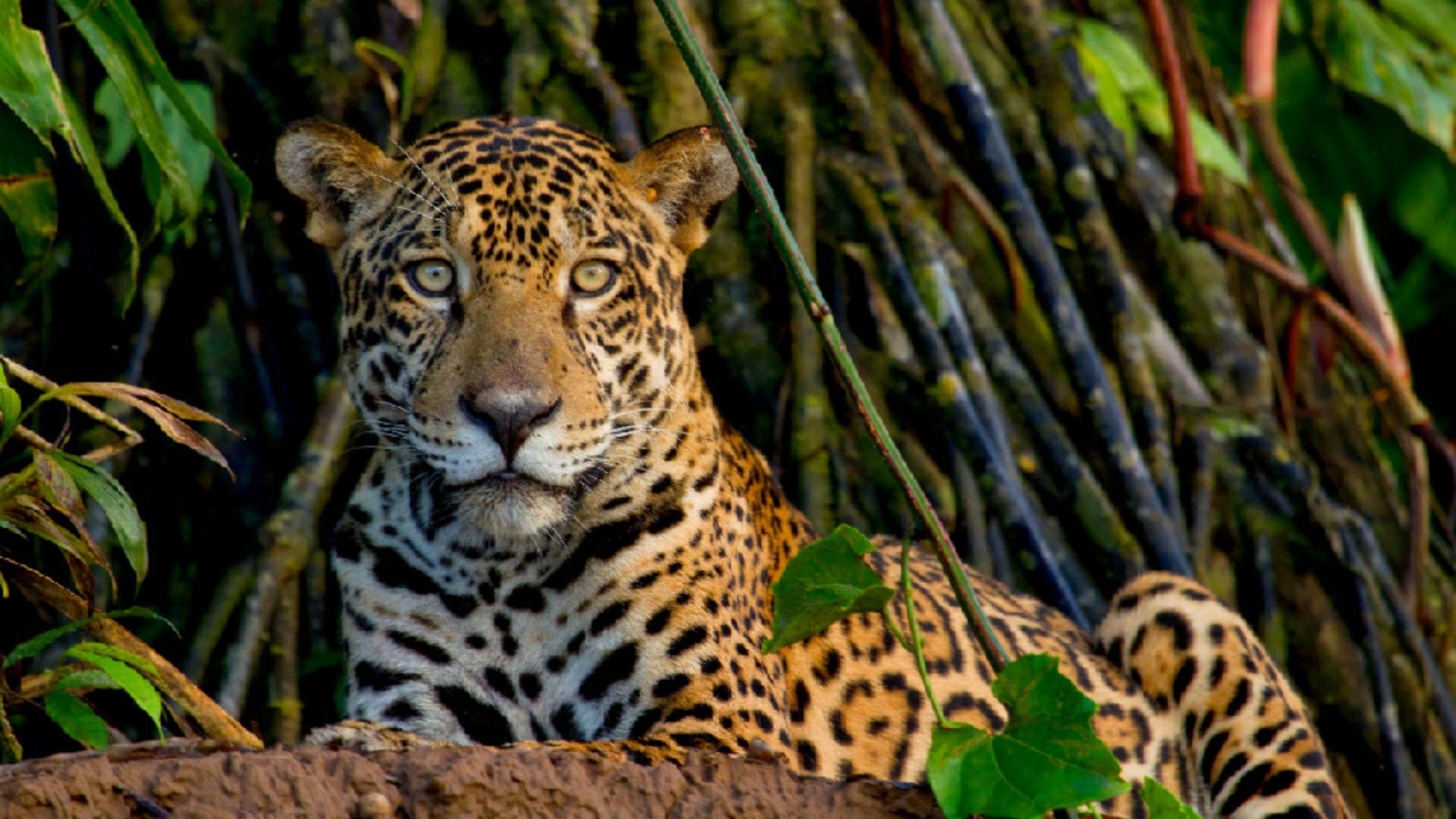 Jaguar | Rainforest Expeditions