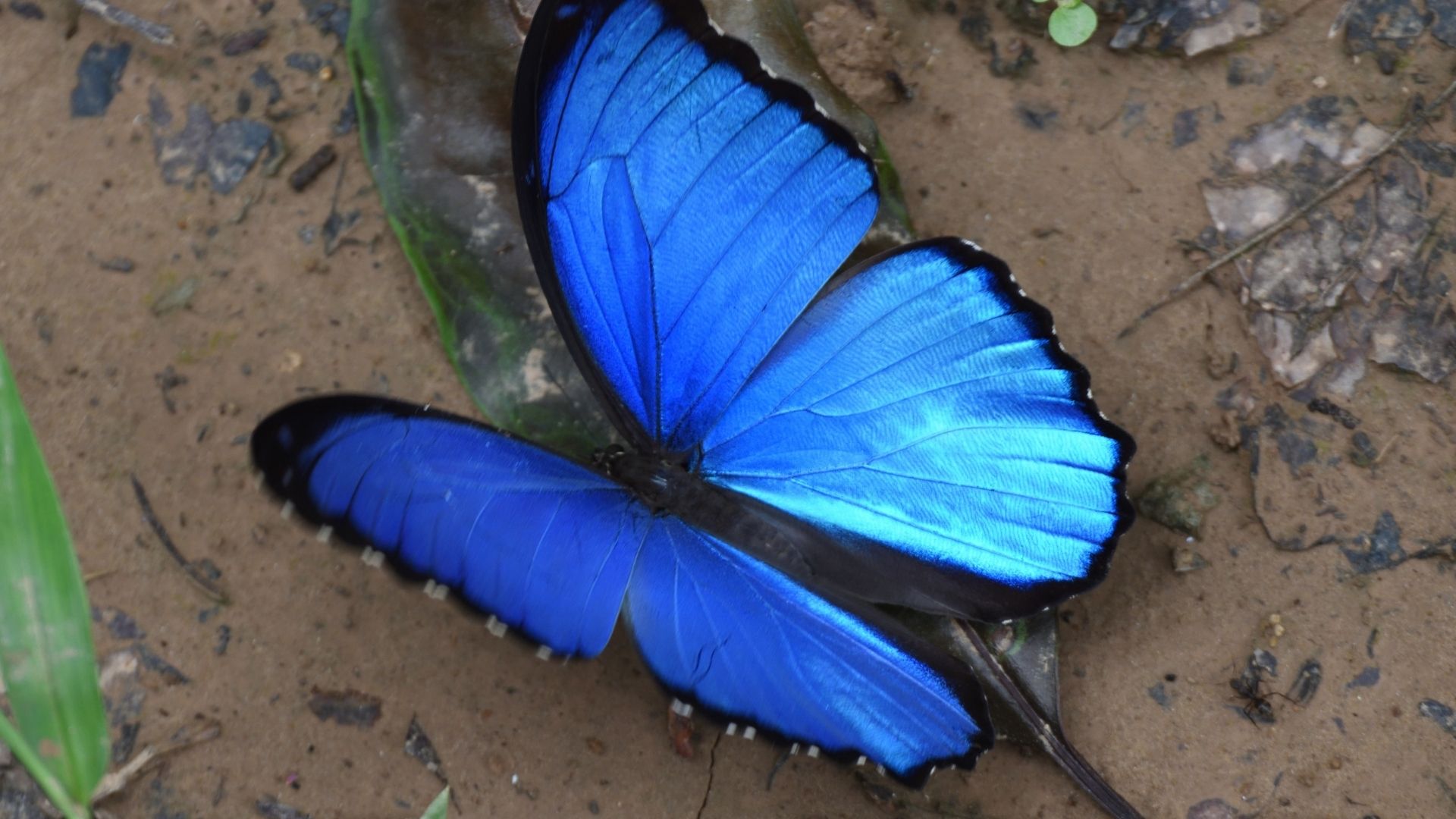Mariposa morpho azul-by-Carl-Safina