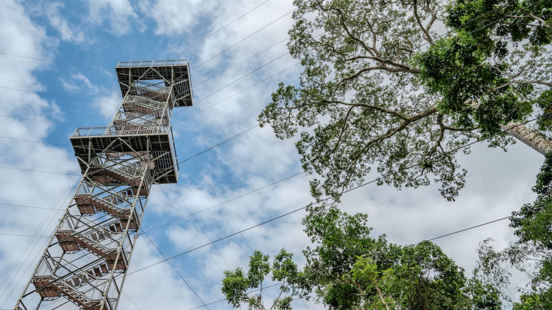 Torre de Observación en Tambopata Research Center por Louis Guillot