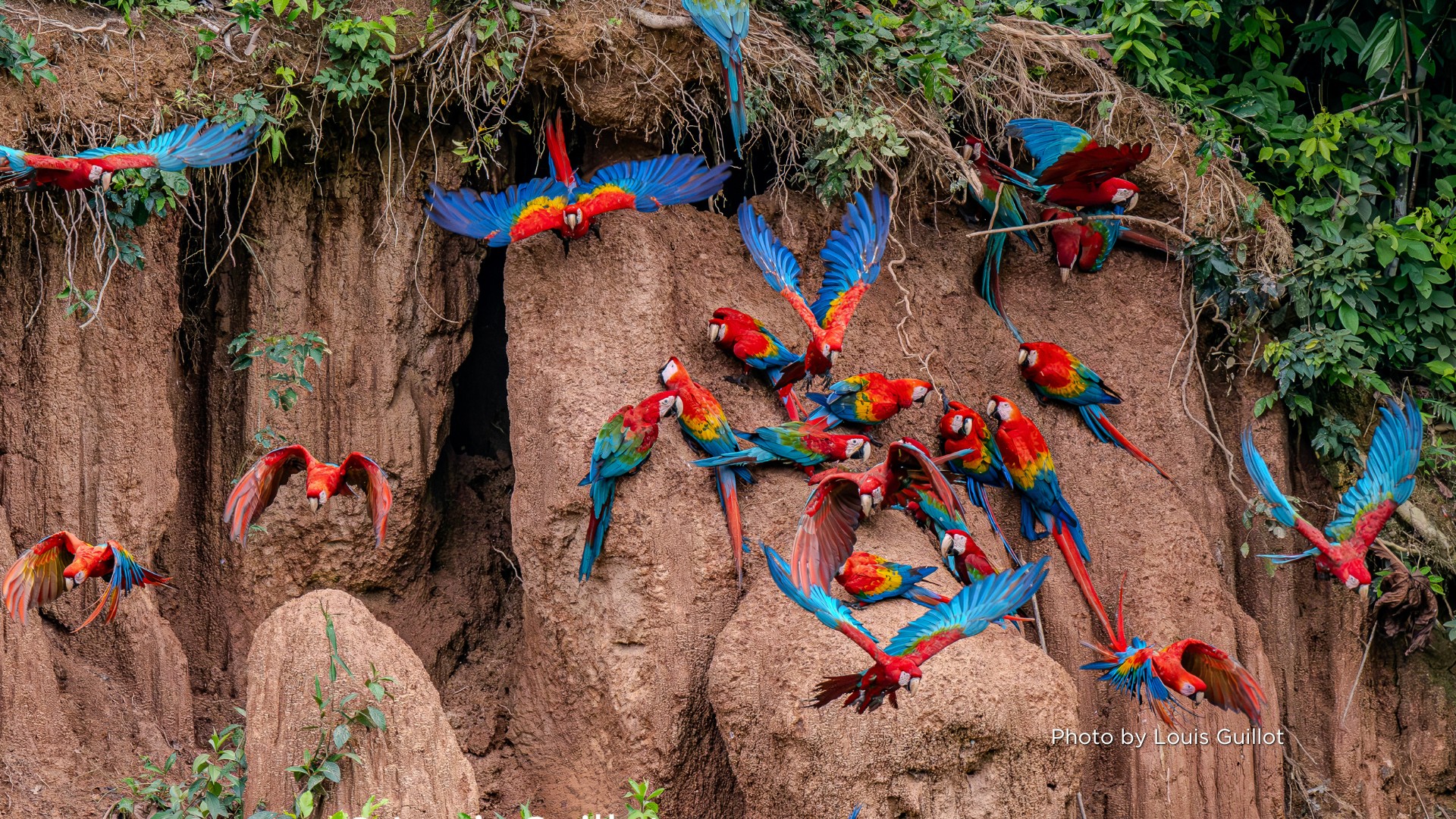 Collpa de Guacamayos Chuncho en la Reserva Nacional Tambopata