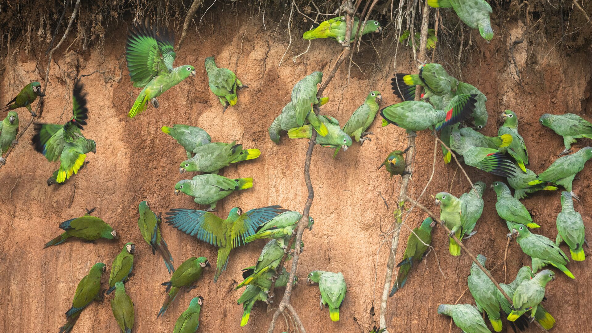 Collpa de Loros Posada Amazonas