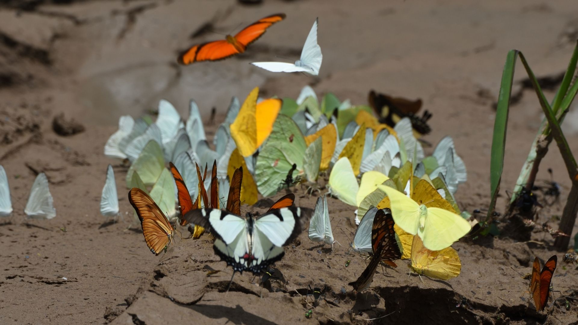 El mundo de las mariposas