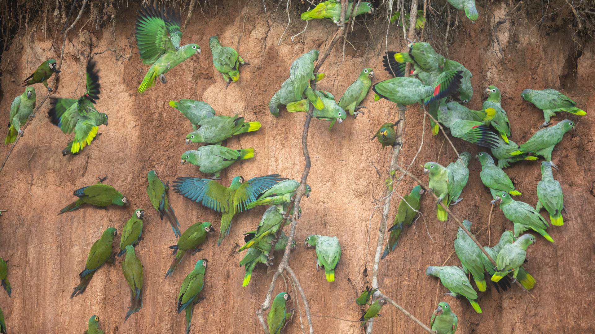 Collpa de periquitos en Posada Amazonas por Marlon del Águila