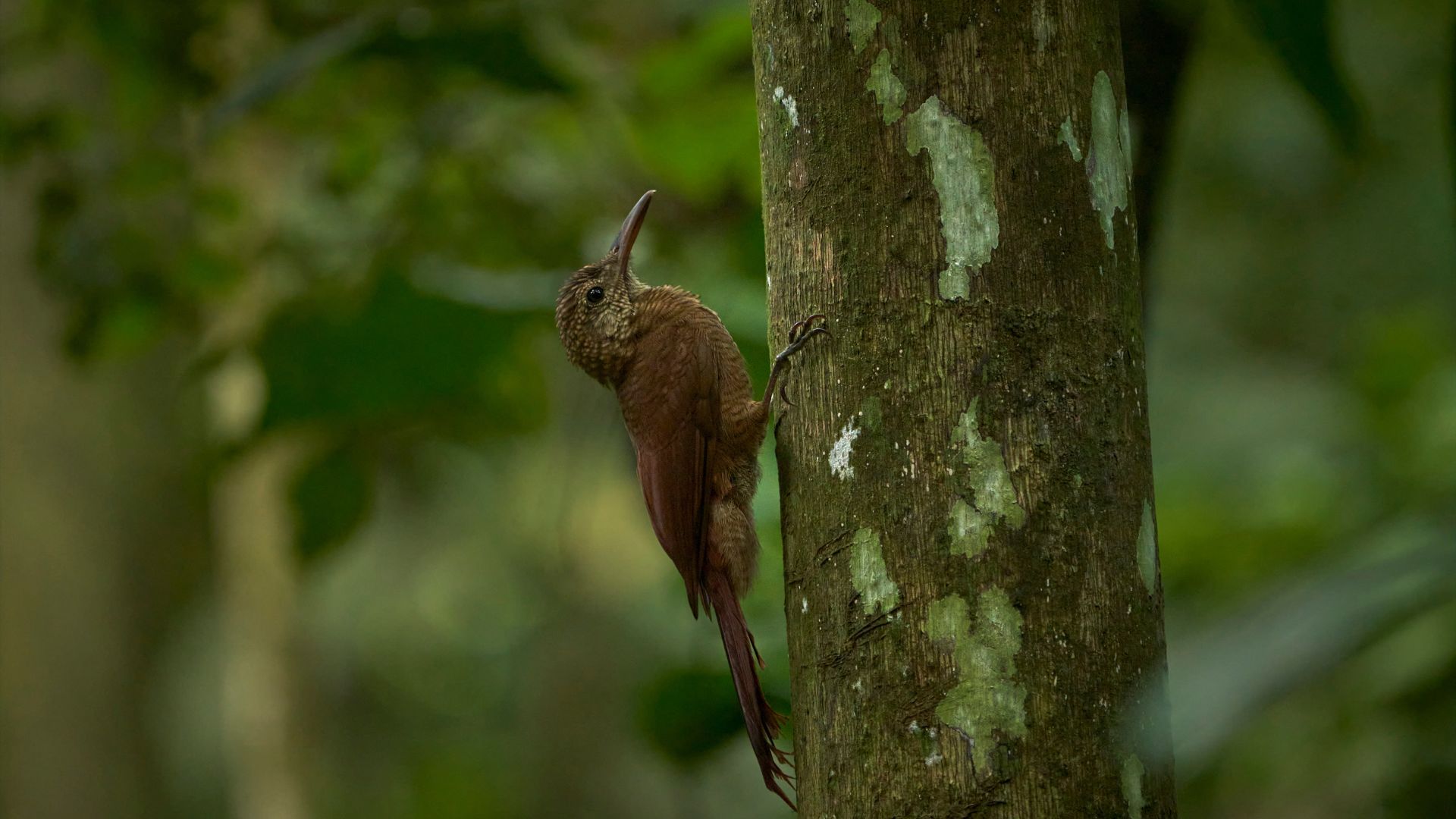 Amazonian-barred Woodcreeper by Paul Bertner