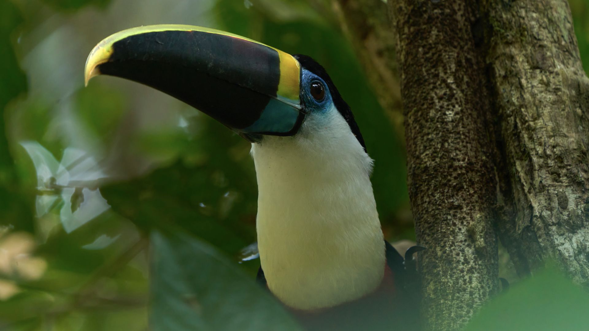Tucán de garganta blanca de Paul Bertner - Aves en Perú