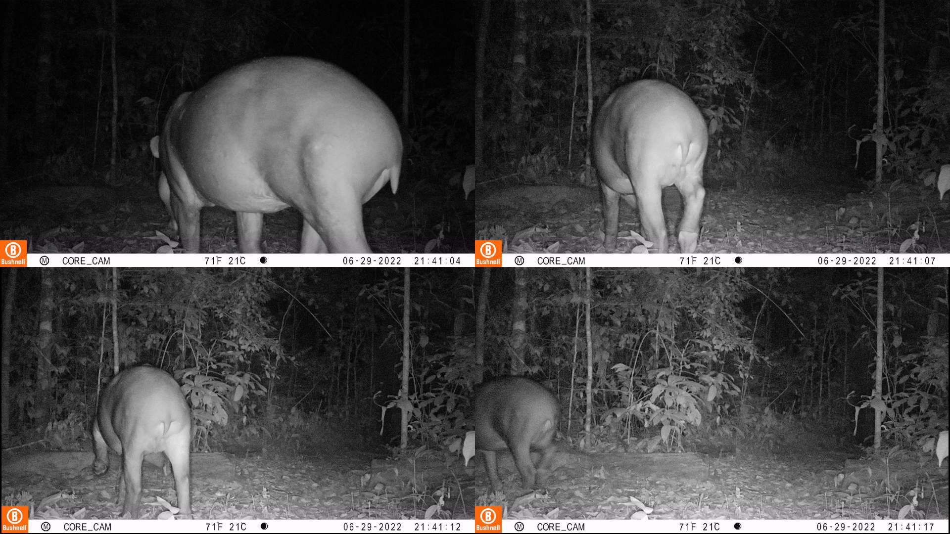 Tapir en Tambopata AmazonCam por Wired Amazon