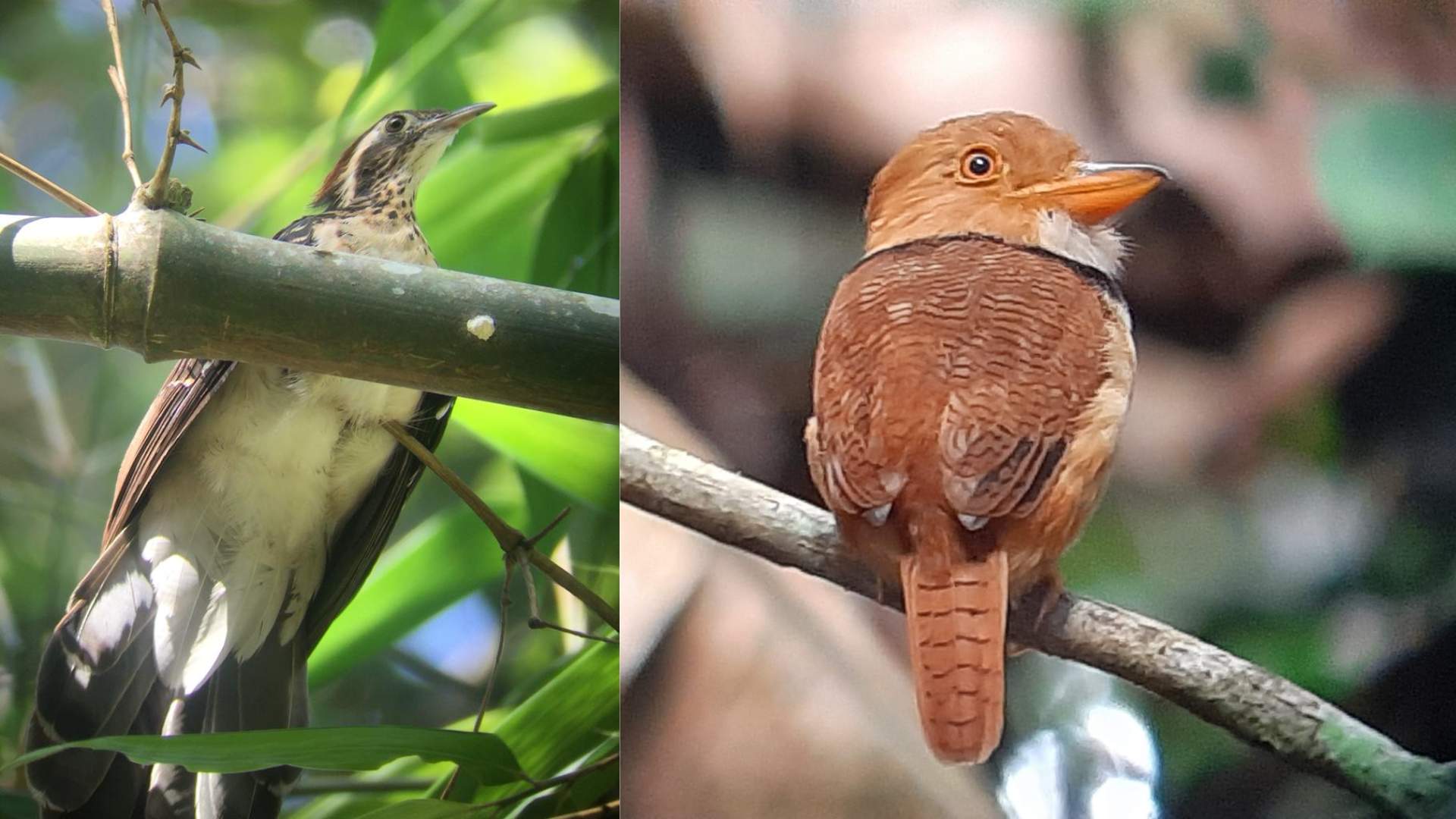 Donde ver aves en Peru