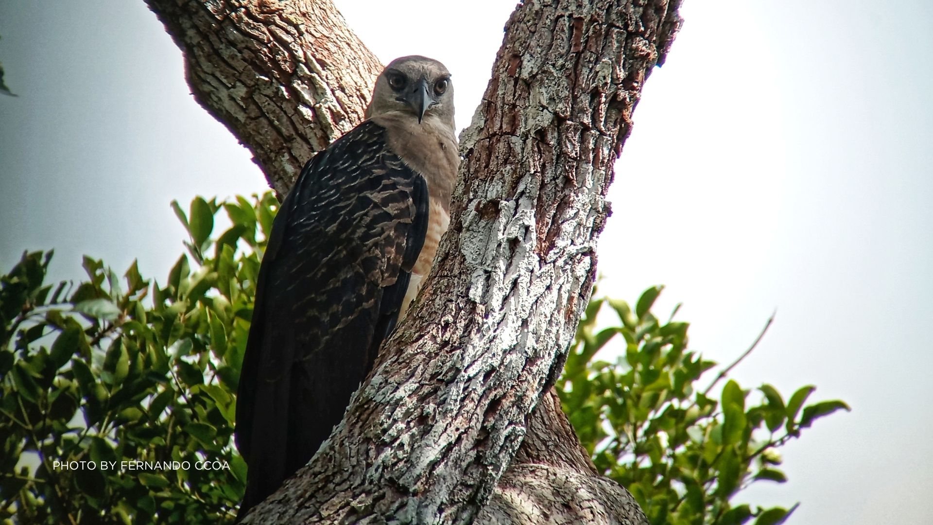 ÁGUILA CRESTADA | Rainforest Expeditions