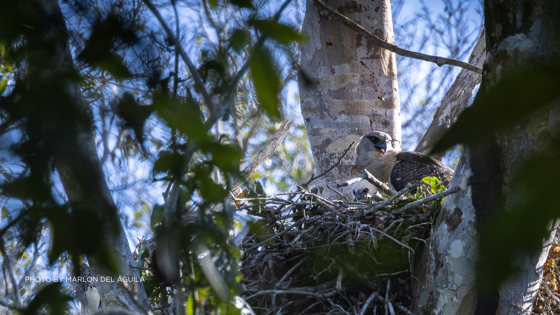Descubra el águila crestada en la Amazonía peruana de Tambopata |  Rainforest Expeditions