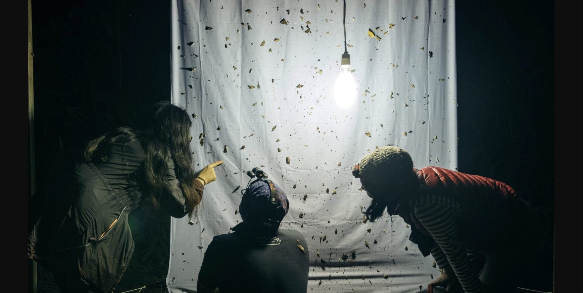 Discovering New Species