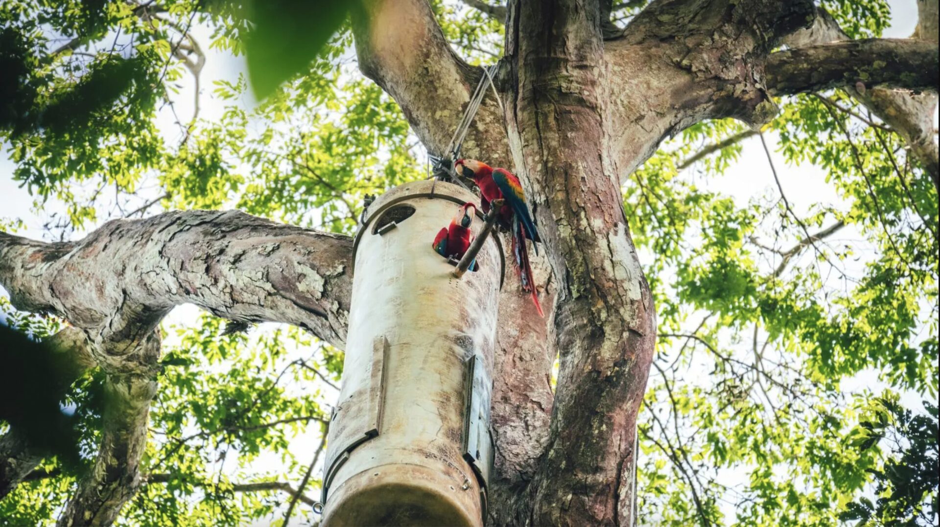 Proyecto Guacamayos Tambopata por Gabriel Serrano