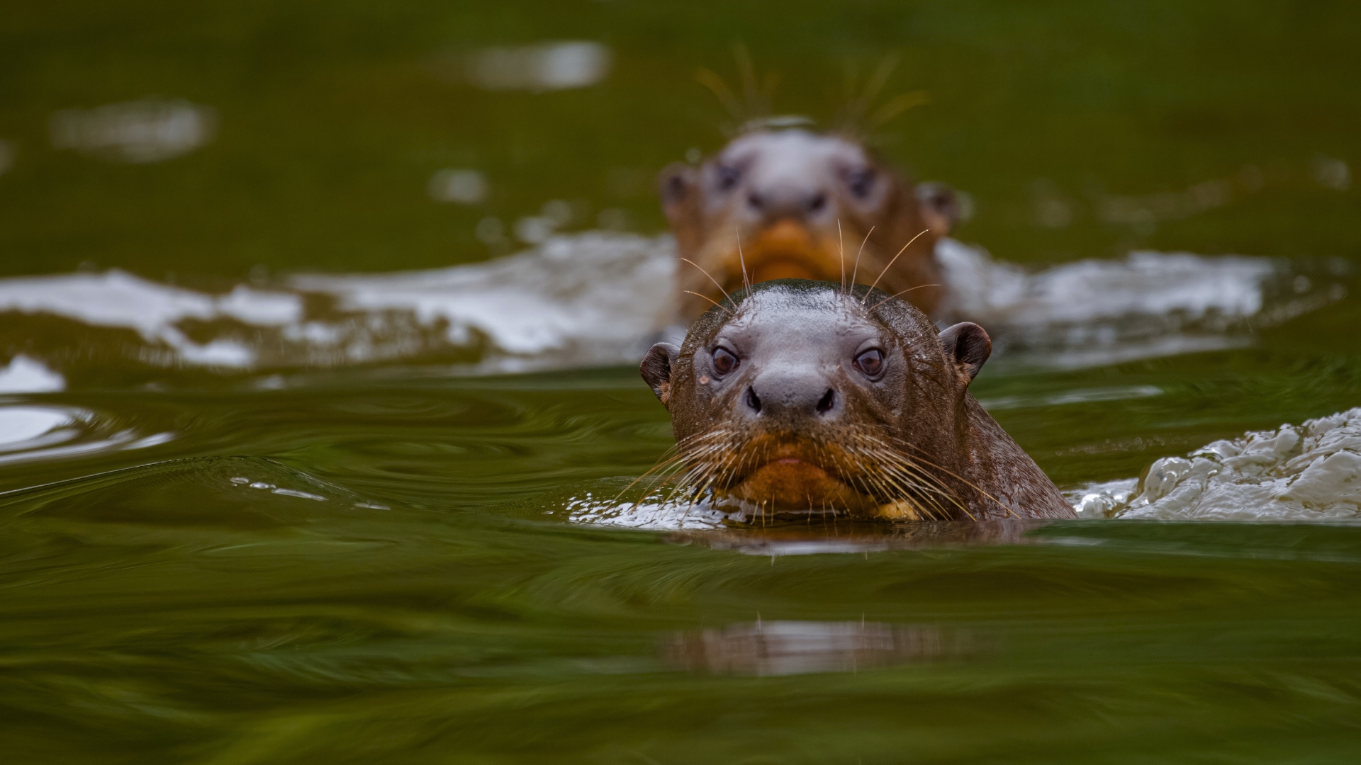 Giant River Otter at Posada Amazonas