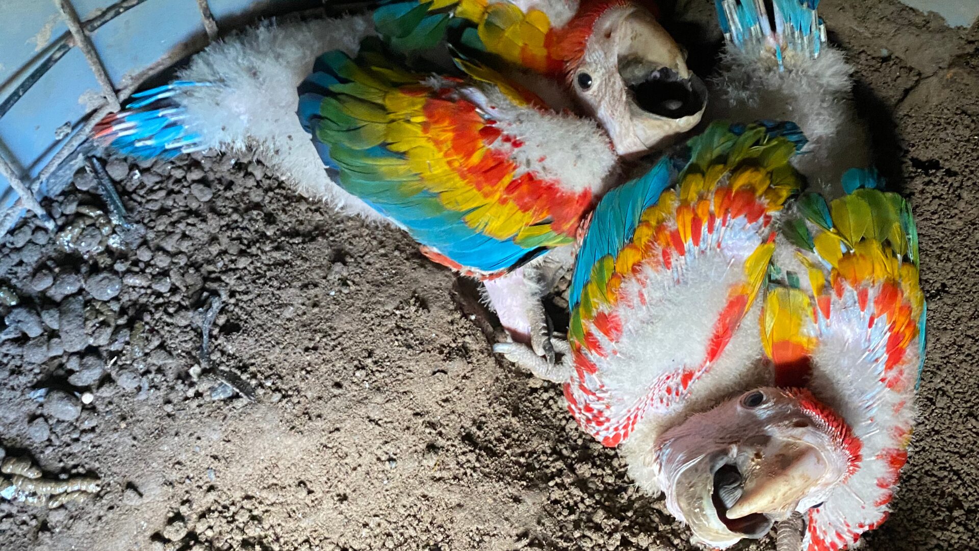 Bebes guacamayos. Foto de Jonah Darius