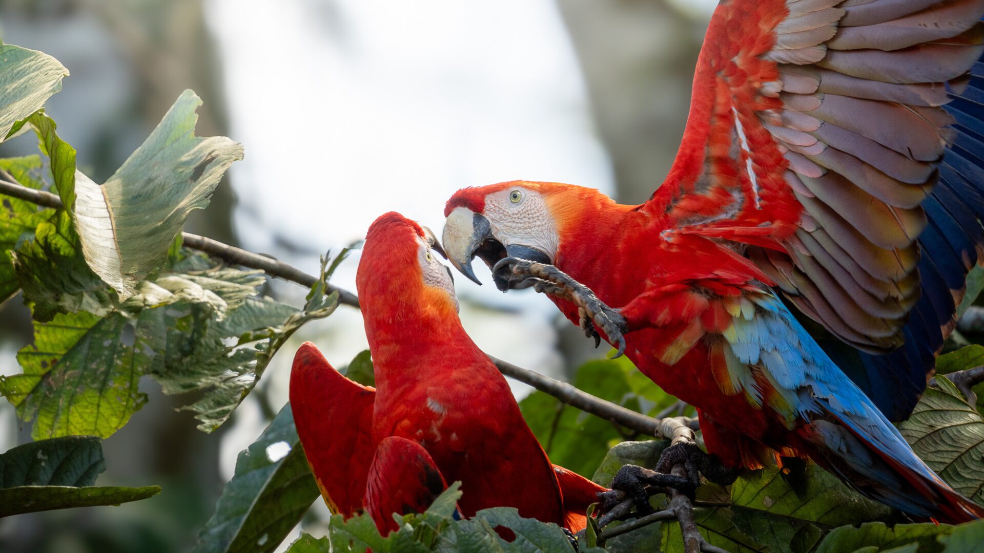 Guacamayos escarlata. Foto de Manuel de Rivero 2