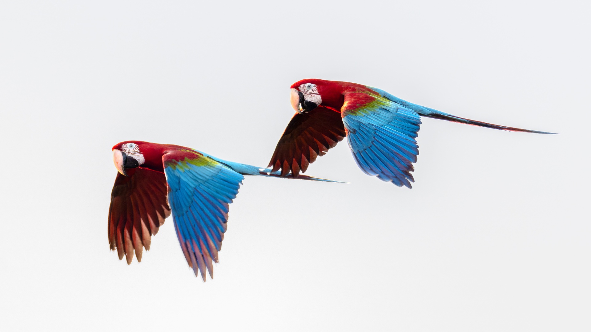 Los guacamayos rojo y verde casi siempre se observan volando en los cielos amazónicos, foto de Jonah Darius.