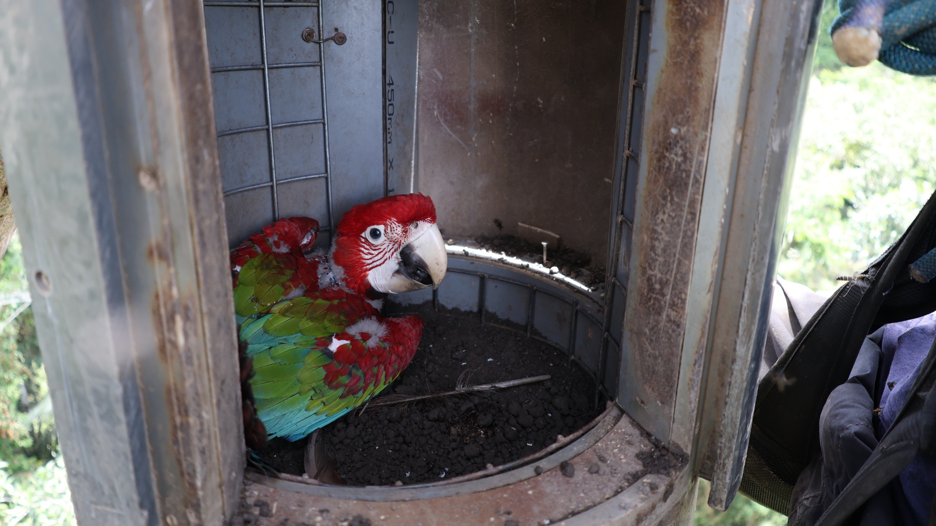 Polluelo de guacamayo rojo y verde en un nido artificial del Proyecto Guacamayo de Tambopata, foto de Hugo Cliff.
