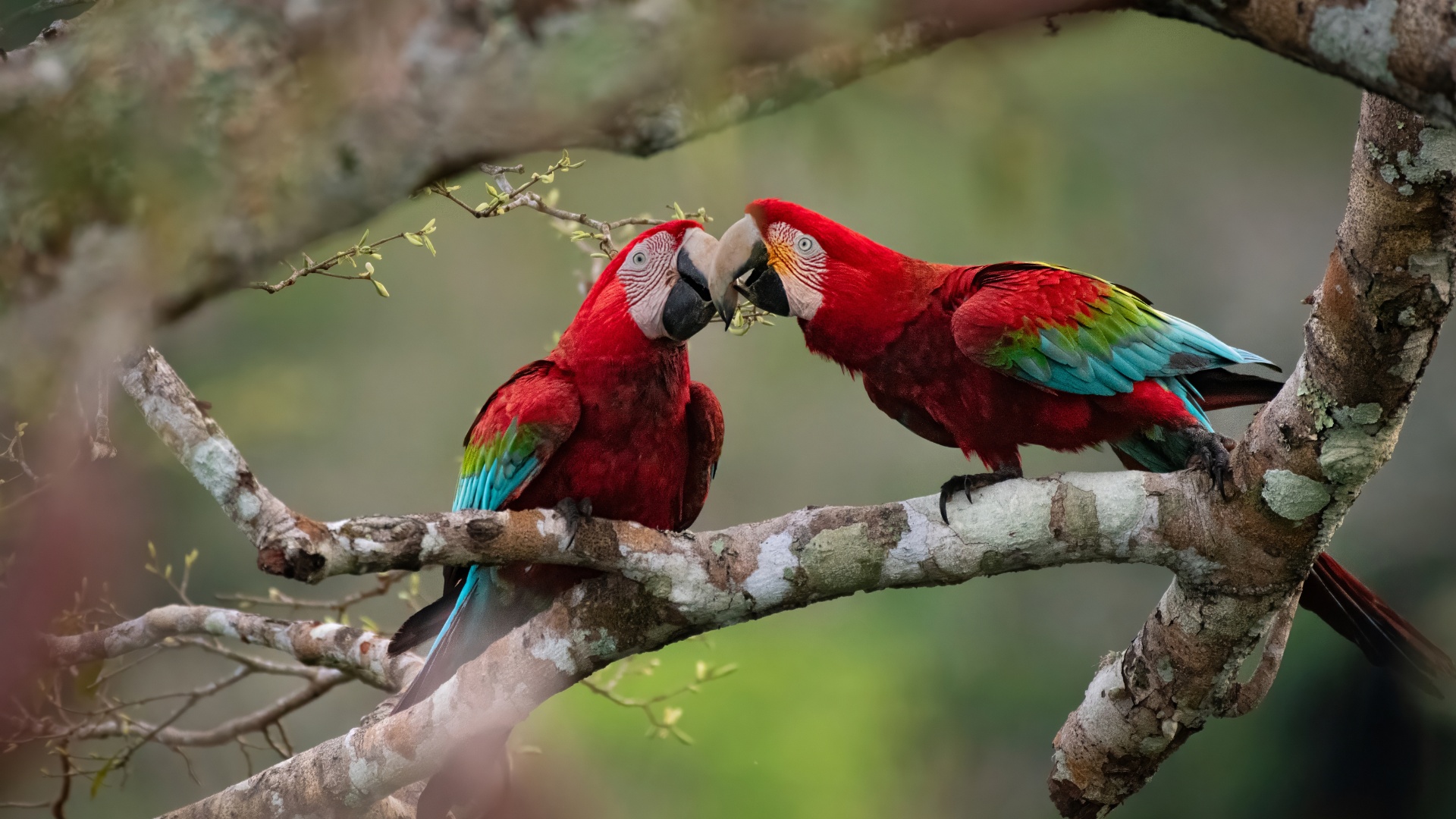 Una pareja de guacamayos rojo y verde en la Amazonía peruana, foto de Hugo Cliff.